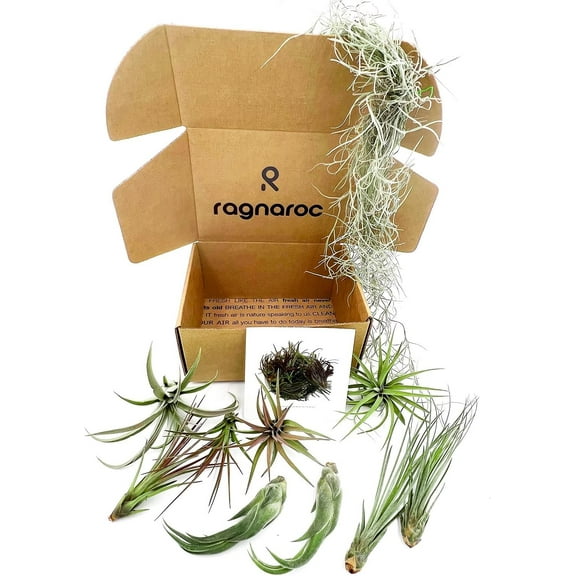 ragnaroc Live Air Plants - Tillandsia Gift Box TOR Variety Pack - 10 Count Large 3-5 inches – Live Indoor Plants & Live 15 inch Spanish Moss – Live Plants for Home décor, 30 Day Guaranteed