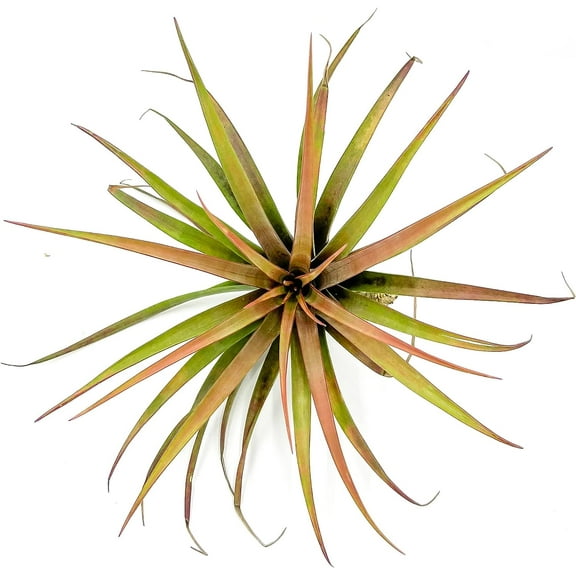 ragnaroc Live Air Plants – Tillandsia Novakii, Jumbo 6-8” – 1ct – Live Arrival Guaranteed – House Plants for Home Décor & Gift