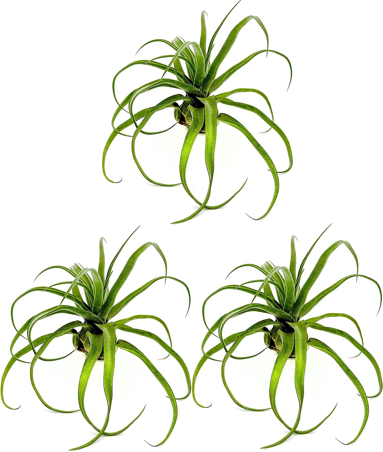 meditating woman glass air plant sculptures Air Plant Sphere | Terrariums in Lexington, KY