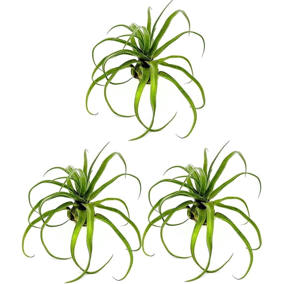ragnaroc Live Air Plants - Tillandsia Streptophylla Jumbo 3 count 5-9 inches Ideal for gifts & presents, live indoor plants & live house-plants live plants for home dcor, 30 Day Guaranteed