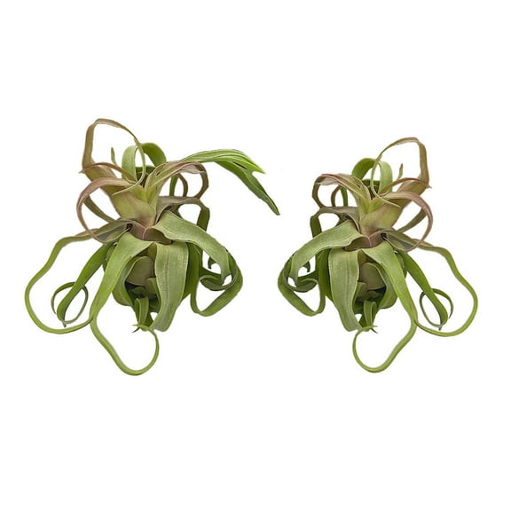 ragnaroc Live Air Plants - Tillandsia Streptophylla Large  2 Count, 3-5 inches  Ideal for Gifts & Presents, Live Indoor Plants & Live House-Plants  Live Plants for Home dcor, 30 Day Guarantee