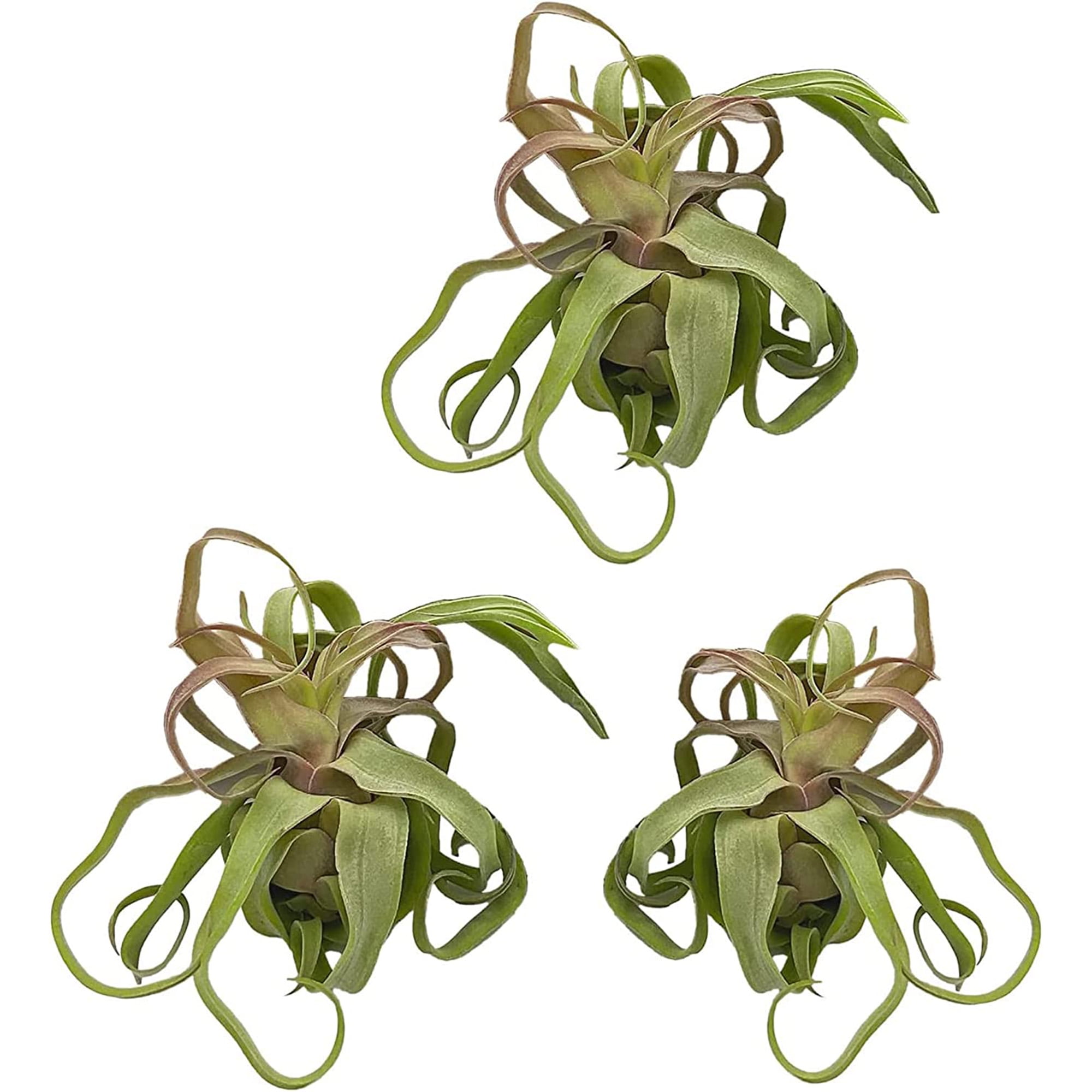 ragnaroc Live Air Plants - Tillandsia Streptophylla Large  3 Count, 3-5  inches  Ideal for Gifts & Presents, Live Indoor Plants & Live House-Plants   Live Plants for Home dcor, 30 Day Guarantee - Walmart.com