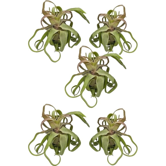 ragnaroc Live Air Plants - Tillandsia Streptophylla Large 5 Count 3-5 inches Ideal for Gifts & Presents, Live Indoor Plants & Live House-Plants Live Plants for Home dcor, 30 Day Guarantee