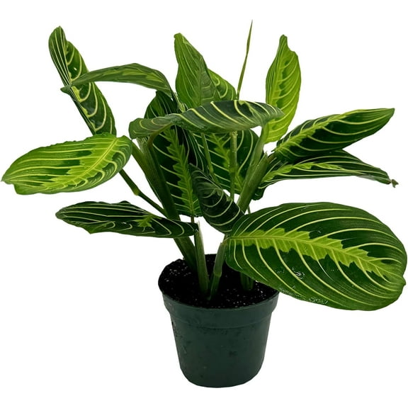 ragnaroc Live Lemon-Lime Prayer Plant - ‘Lemon-Lime Maranta’ Maranta leuconeura - ragnaroc Tropical Plant 7-12” Tall - 1ct - Live Arrival Guaranteed - House Plants for Home Decor & Gift