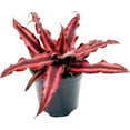 thumbnail image 1 of ragnaroc Live Plants 4-8" Red Cryptanthus Red Star Live Plants in 4" Grower Pot, 1 of 4