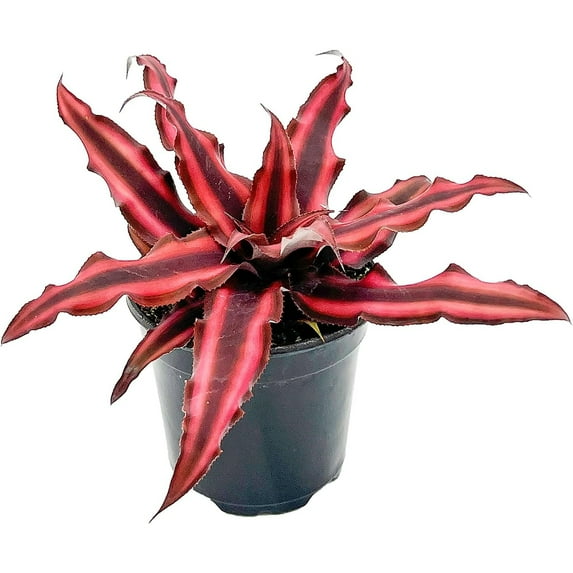 ragnaroc Live Plants 4-8" Red Cryptanthus Red Star Live Plants in 4" Grower Pot