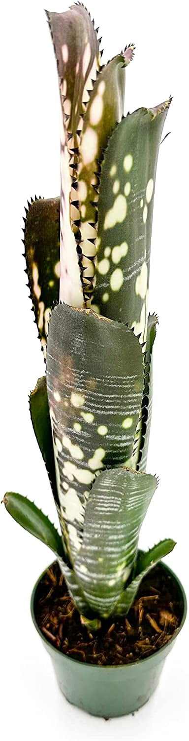 ragnaroc Live Plants 8-12" Dark Green Billbergia Domino Live Plants in 4" Grower Pot