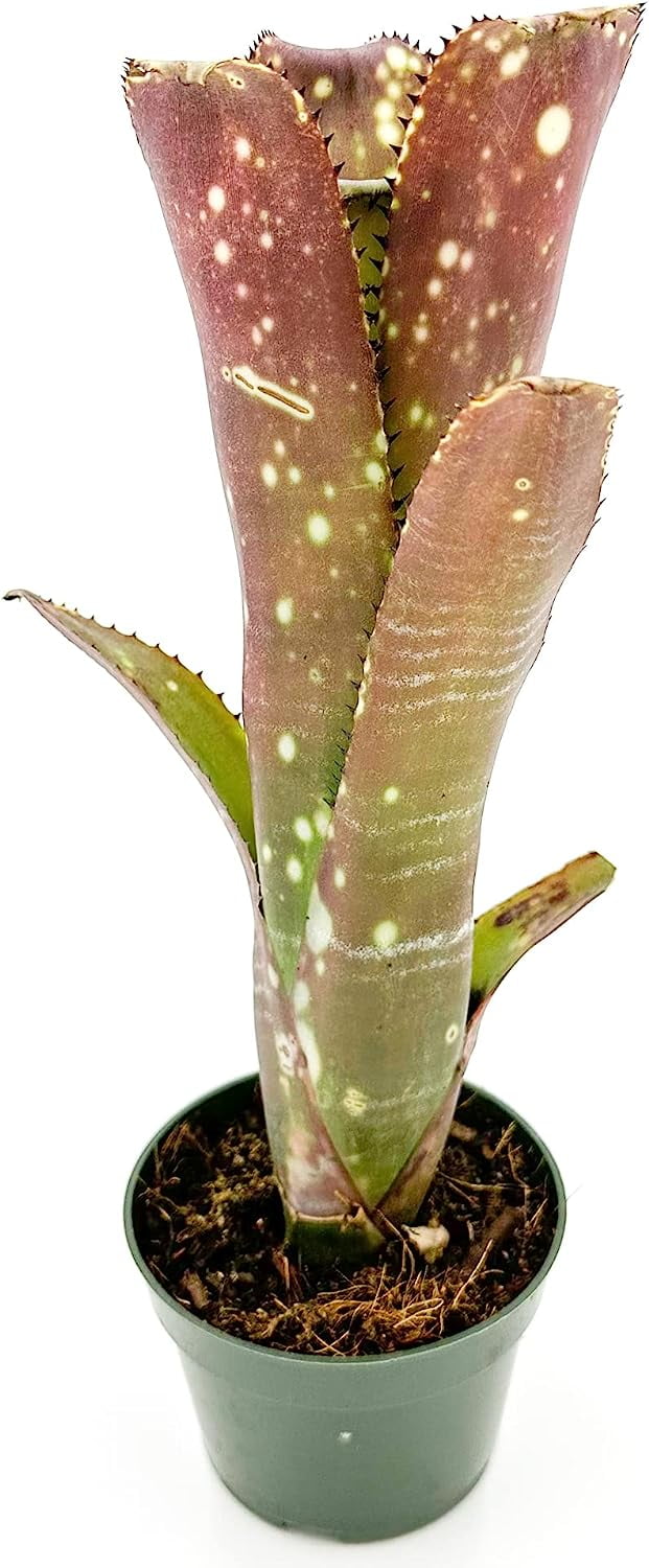 Billbergia Lots Of Spots 【公式通販】