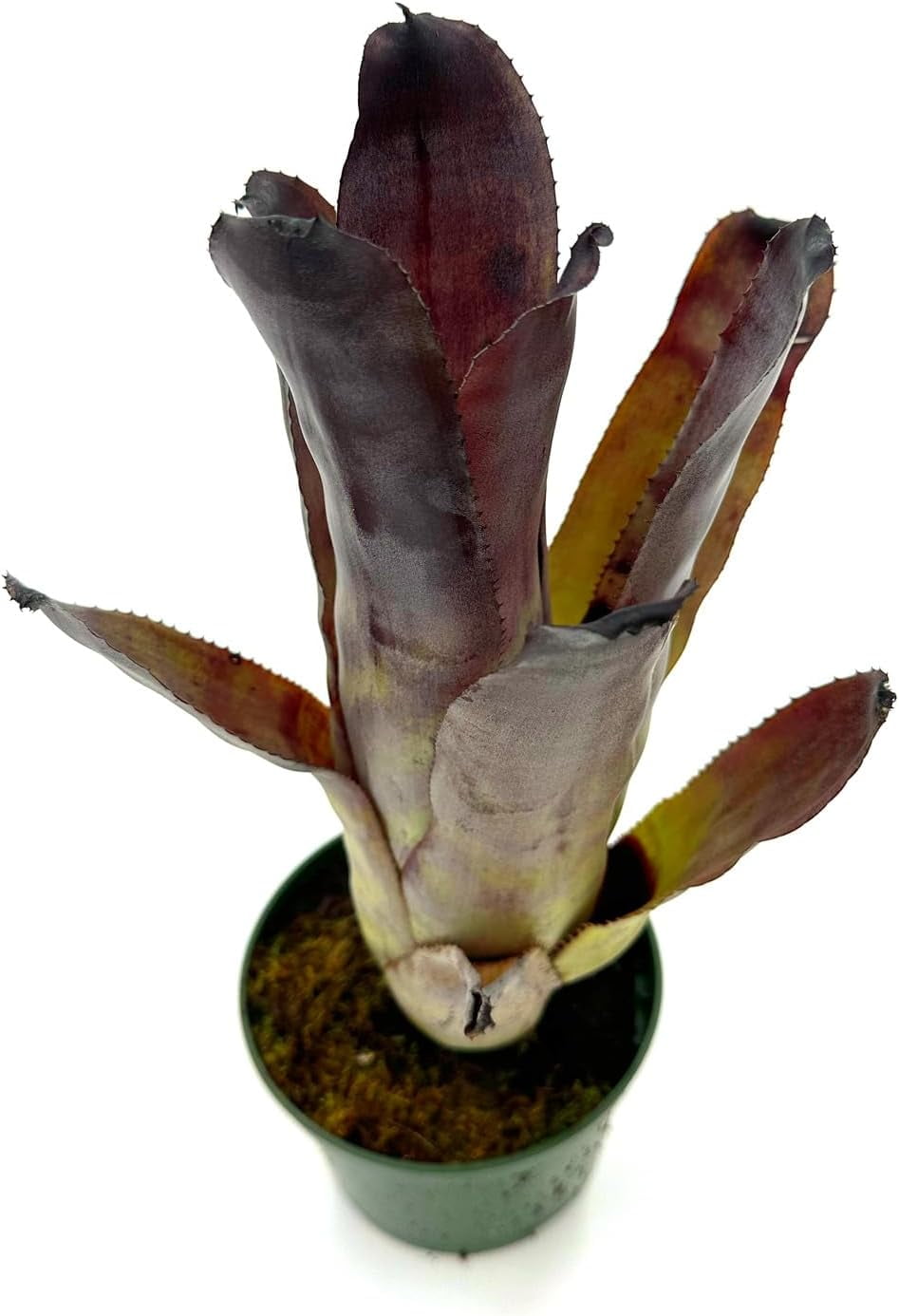 ragnaroc Live Plants 8-12" Dark Purple-Green Billbergia Aechmea Galaxy Live Plants in 4" Grower Pot