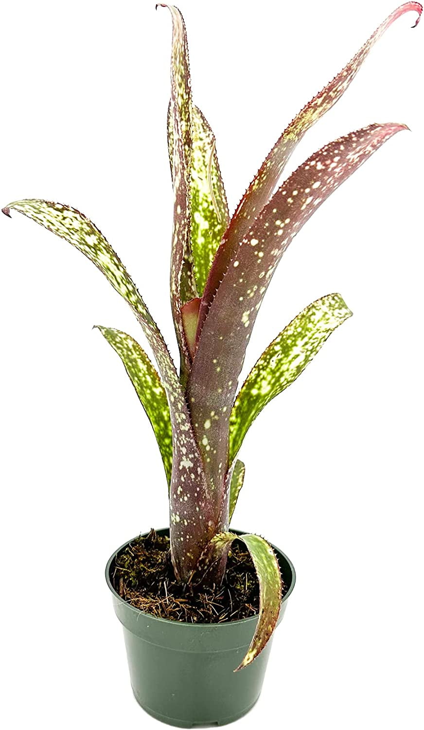 ragnaroc Live Plants – Bromeliad Billbergia Casa Blanca, 8-12" in 4" Pot - 1ct - Live Arrival Guaranteed - House Plants for Home Decor & Gift