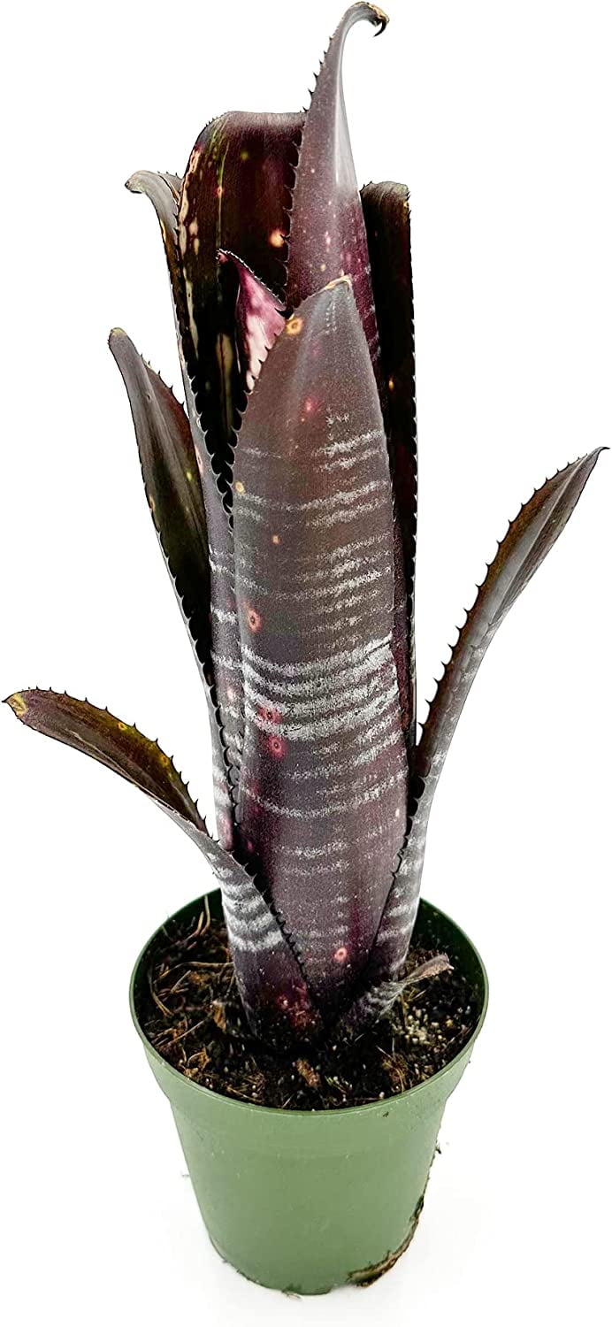 ragnaroc Live Plants – Bromeliad Billbergia Darth Vader, 8-12" in 4" Pot - 1ct - Live Arrival Guaranteed - House Plants for Home Decor & Gift