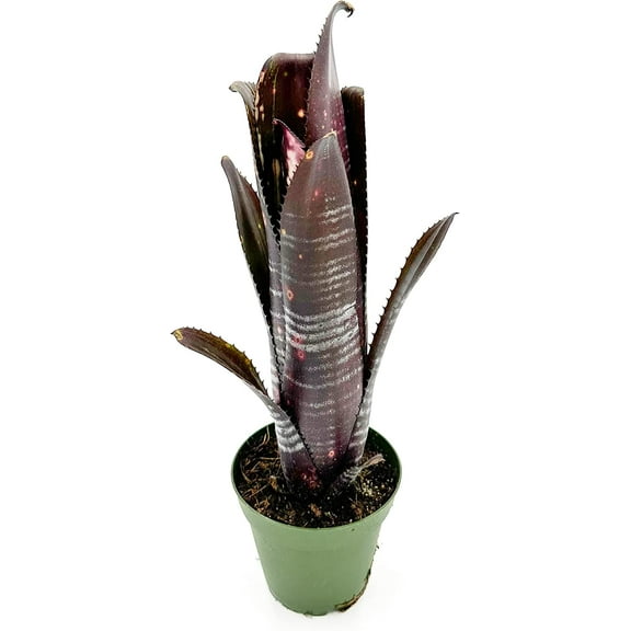 ragnaroc Live Plants – Bromeliad Billbergia Darth Vader, 8-12" in 4" Pot - 1ct - Live Arrival Guaranteed - House Plants for Home Decor & Gift