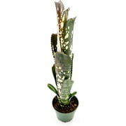 ragnaroc Live Plants – Bromeliad Billbergia Domino, 8-12" in 4" Pot - 1ct - Live Arrival Guaranteed - House Plants for Home Decor & Gift