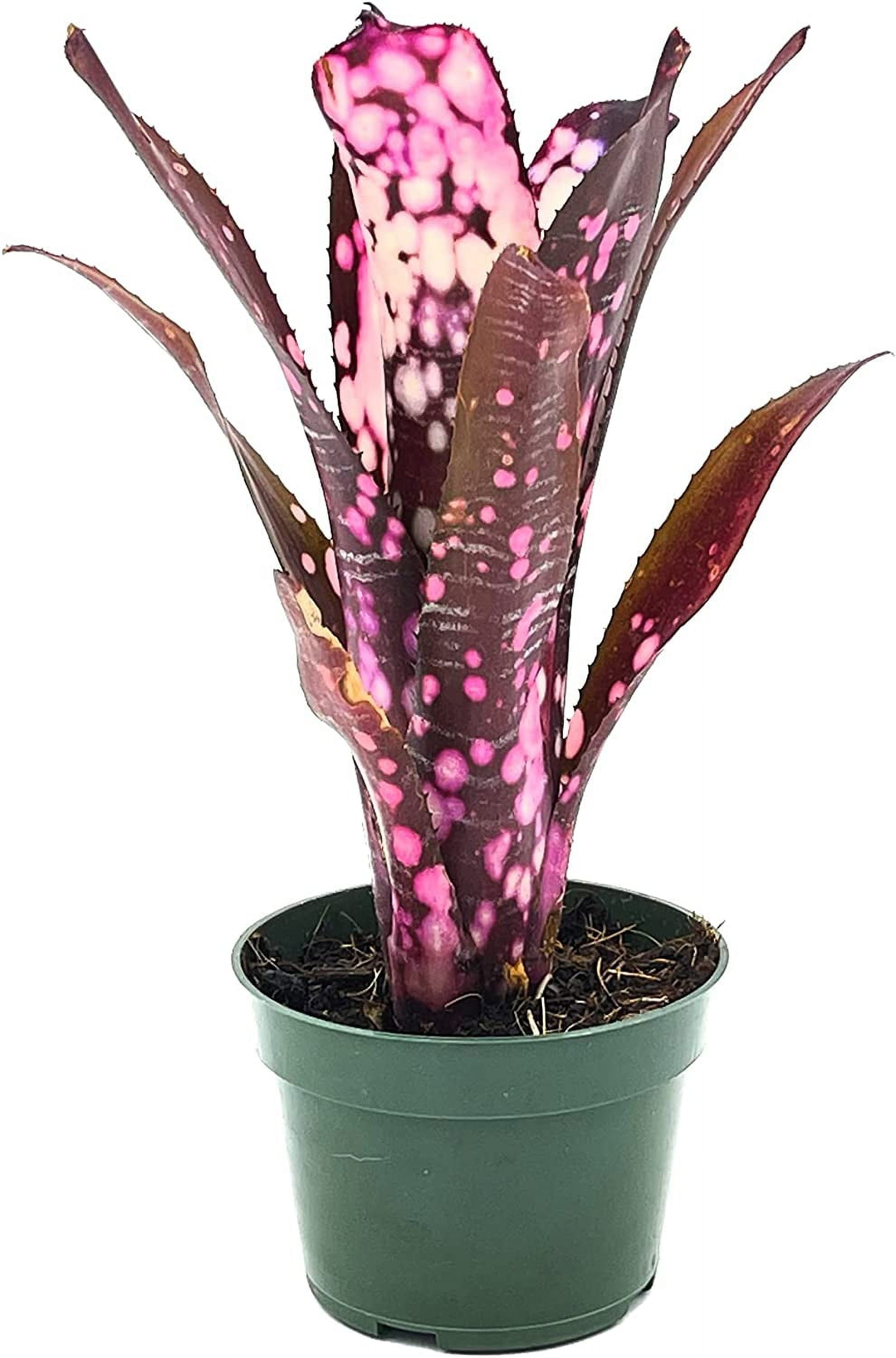 ブロメリア・エアープランツ Billbergia 'Hallelujah' Variegated B305 Billbergia 'Hallelujah' Variegated B305