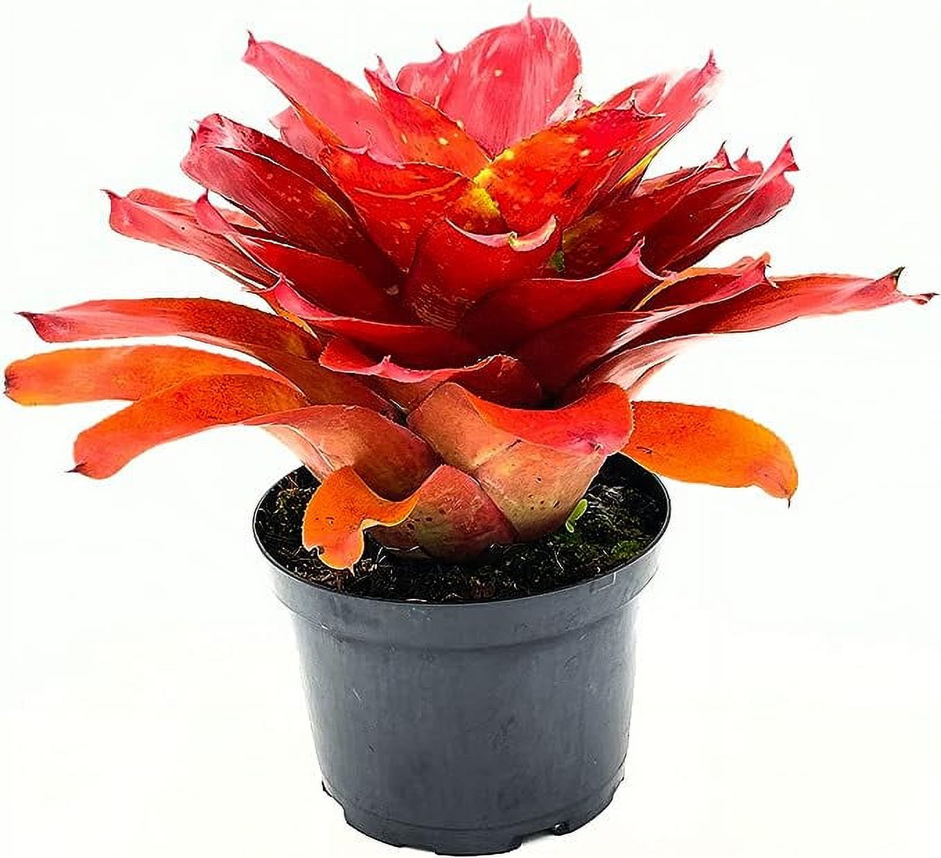 ragnaroc Live Plants – Bromeliad Neoregelia Lamberts Pride, 8-12" in 6" Pot - 1ct - Live Arrival Guaranteed - House Plants for Home Decor & Gift - image 1 of 5