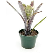 ragnaroc Live Plants – Bromeliad Neoregelia Pauciflora, 4-8" in 4" Pot - 1ct - Live Arrival Guaranteed - House Plants for Home Decor & Gift