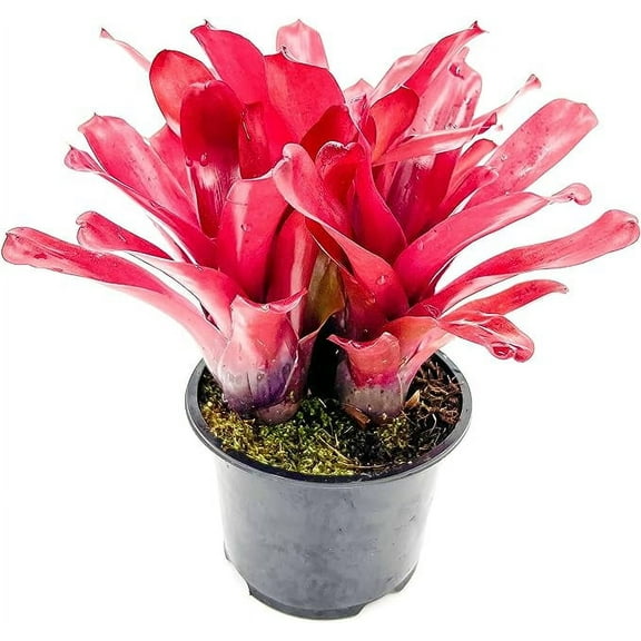 ragnaroc Live Plants - Bromeliad Neoregelia 'Super Fireball', Giant 10-12" in 7" Pot - 1ct - Live Arrival Guaranteed - House Plants for Home Decor & Gift