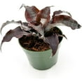 thumbnail image 1 of ragnaroc Live Plants – Cryptanthus ‘Wild Cherry‘, Jumbo 4-8" in 5" Pot - 1ct - Live Arrival Guaranteed - House Plants for Home Decor & Gift, 1 of 1