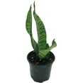 thumbnail image 1 of ragnaroc - Live Snake Plant – Black Coral Sansevieria – Tropical Plant in 4” Pot +6” Plant Height, Indoor House Plant in Pot, Potted Succulent Plant, 1 of 5