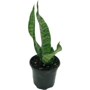 ragnaroc - Live Snake Plant – Black Coral Sansevieria – Tropical Plant in 4” Pot +6” Plant Height, Indoor House Plant in Pot, Potted Succulent Plant