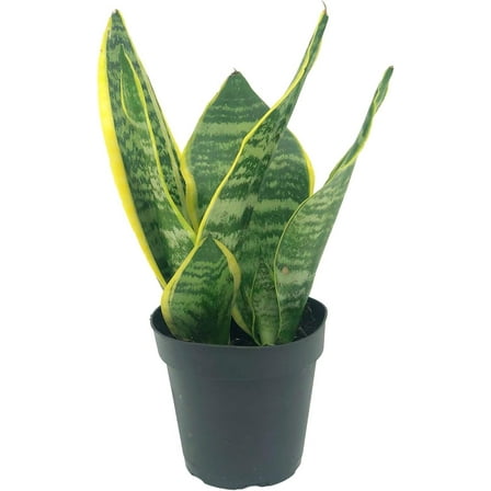 ragnaroc - Live Snake Plant – Sansevieria Superba Trifasciata – Tropical Plant in 4” Pot +6” Plant Height, Indoor House Plant in Pot, Potted Succulent Plant