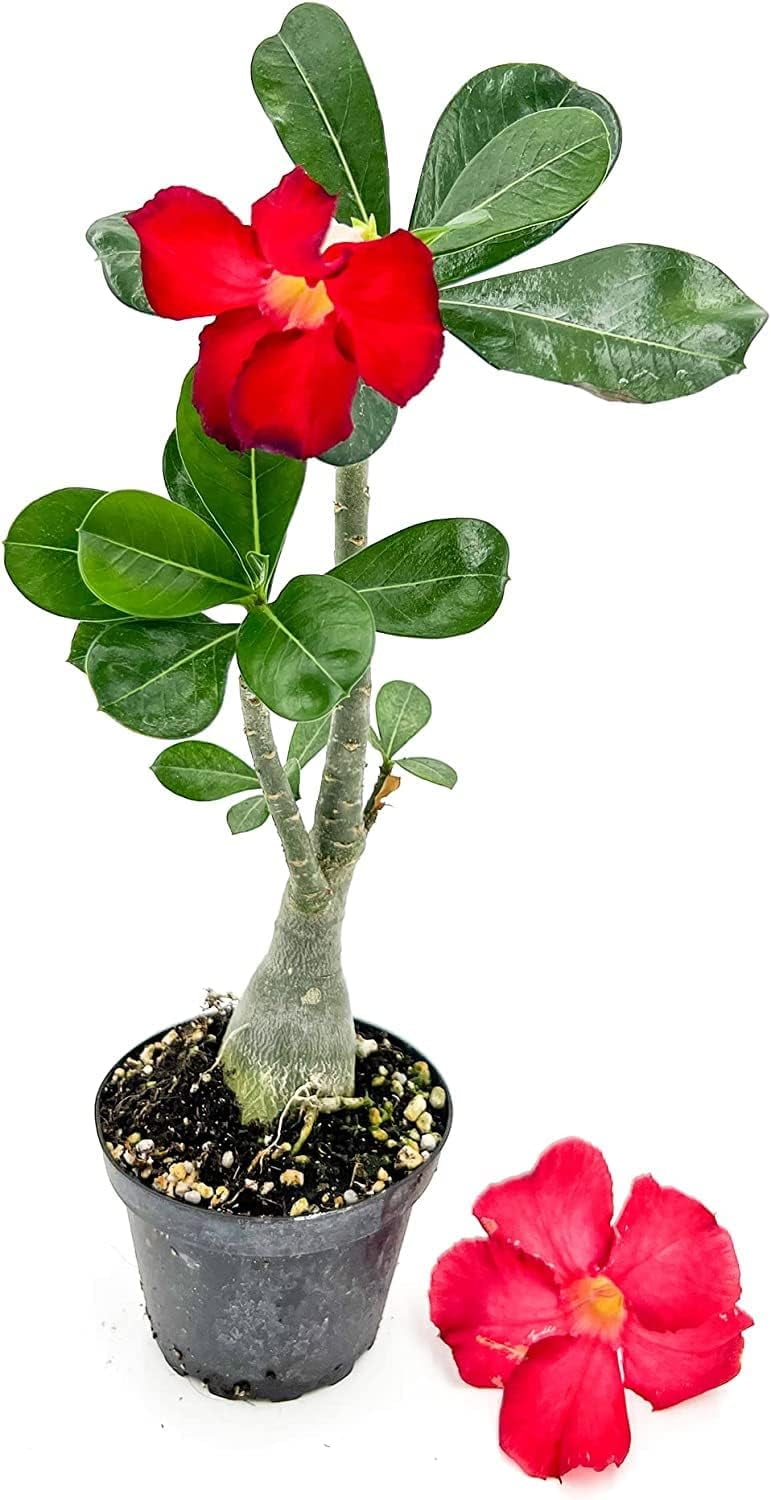 ragnaroc Live Succulents – Adenium Obesum Desert Rose 6-12” tall in 4” pot - 1ct - Color when flowering may be Pink or Red, Bonsai Caudex - Live Arrival Guaranteed - House Plants for Home Decor & Gift