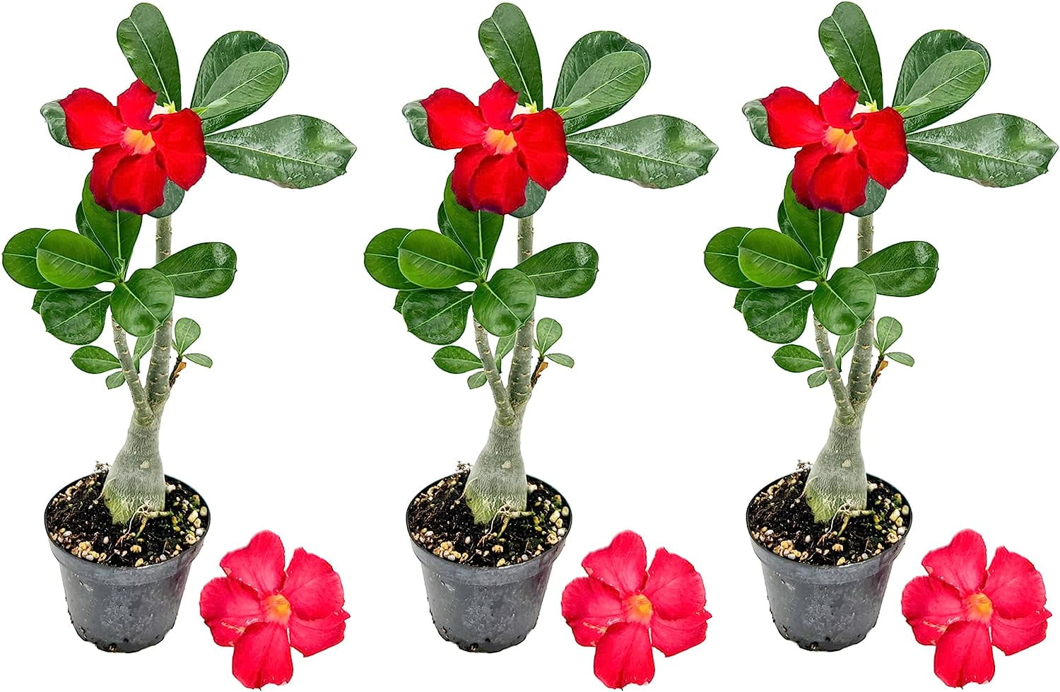ragnaroc-live-succulents-adenium-obesum-desert-rose-6-12-tall-in-4