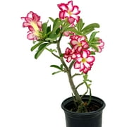 ragnaroc Live Succulents – Adenium Obesum Desert Rose +6” Tall 2"Plug - 1ct - Color When Flowering May be Pink or Red, Bonsai Caudex - Live Arrival Guaranteed - House Plants for Home Decor & Gift
