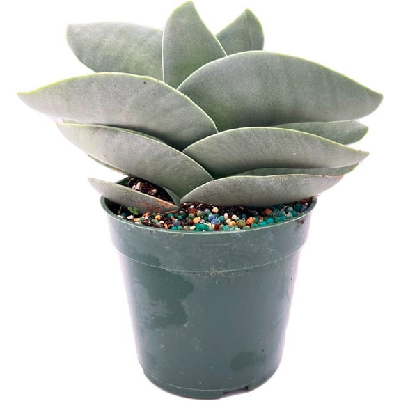 ragnaroc Live Succulents – Crassula Falcata in 4” Pot - 1ct - Live Arrival Guaranteed - Potted Succulents, House Plants for Home Decor & Gift