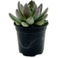 thumbnail image 1 of ragnaroc Live Succulents – Echeveria Tolimanensis in 4” Pot - 1ct - Live Arrival Guaranteed - Potted Succulents, House Plants for Home Decor & Gift, 1 of 5