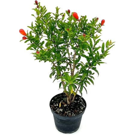 ragnaroc Live Succulents – Punica Granatum Dwarf Pomegranate 9-12” Tall in 4” Pot - 1ct - Color When Flowering Red, Bonsai - Live Arrival Guaranteed - House Plants for Home Decor