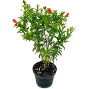 ragnaroc Live Succulents – Punica Granatum Dwarf Pomegranate 9-12” Tall in 4” Pot - 1ct - Color When Flowering Red, Bonsai - Live Arrival Guaranteed - House Plants for Home Decor