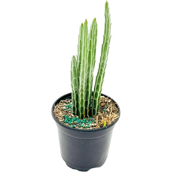 ragnaroc Live Succulents – Senecio Stapeliiformis in 4” Pot - 1ct - Live Arrival Guaranteed - Potted Succulents, House Plants for Home Decor & Gift