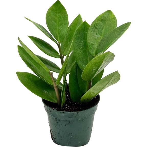 ragnaroc Live ZZ Plant - ZZ Plant Zamioculcas zamiifolia - ragnaroc Tropical Plant 6-12 Tall - 1ct - Live Arrival Guaranteed - House Plants for Home Decor & Gift