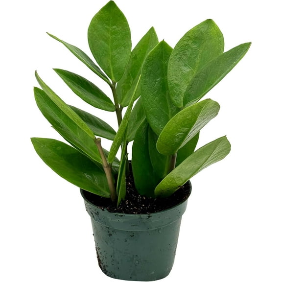 ragnaroc Live ZZ Plant - ‘ZZ Plant’ Zamioculcas zamiifolia - ragnaroc Tropical Plant 6-12” Tall - 1ct - Live Arrival Guaranteed - House Plants for Home Decor & Gift