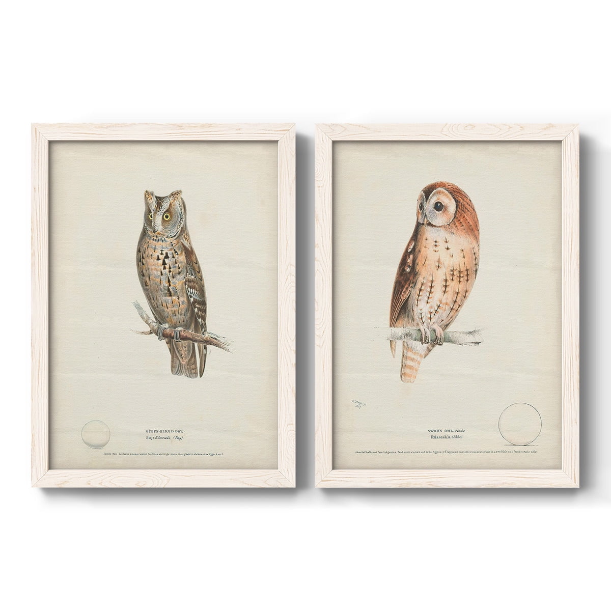 Scops- Eared Owl - Premium Framed Canvas 2 Piece Set - Ready to Hang