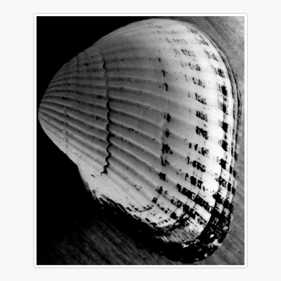 sea shell Sticker