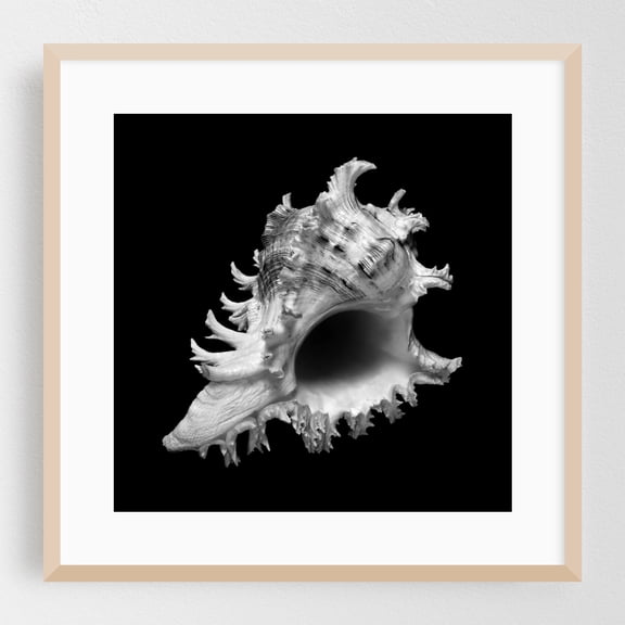 sea shell: ramose or branched murex - Photography Black and White Nature Marine Life Minimalist Abstract Coastal Seascape Oak Framed Wall Art Print 8 x 8 inches