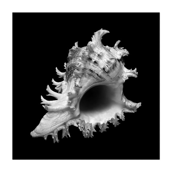 sea shell: ramose or branched murex - Photography Black and White Nature Marine Life Minimalist Abstract Coastal Seascape Unframed Wall Art Print 40 x 40 inches