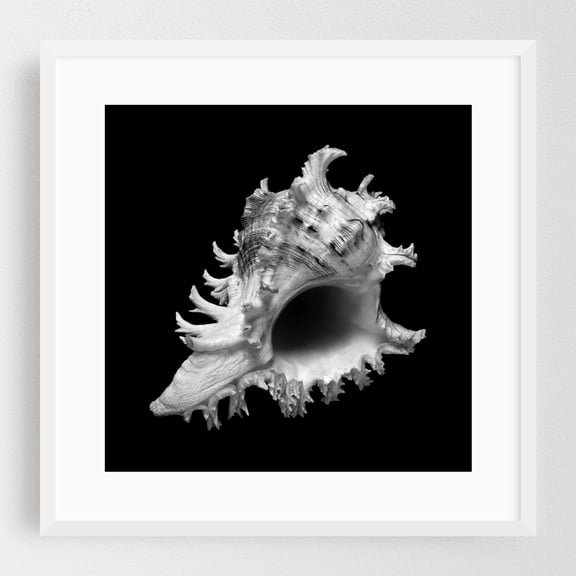 sea shell: ramose or branched murex - Photography Black and White Nature Marine Life Minimalist Abstract Coastal Seascape White Framed Wall Art Print 20 x 20 inches