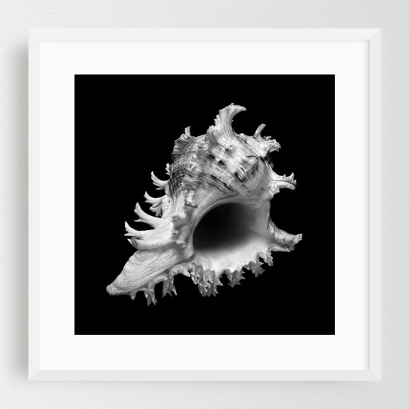 sea shell: ramose or branched murex - Photography Black and White Nature Marine Life Minimalist Abstract Coastal Seascape White Framed Wall Art Print 8 x 8 inches