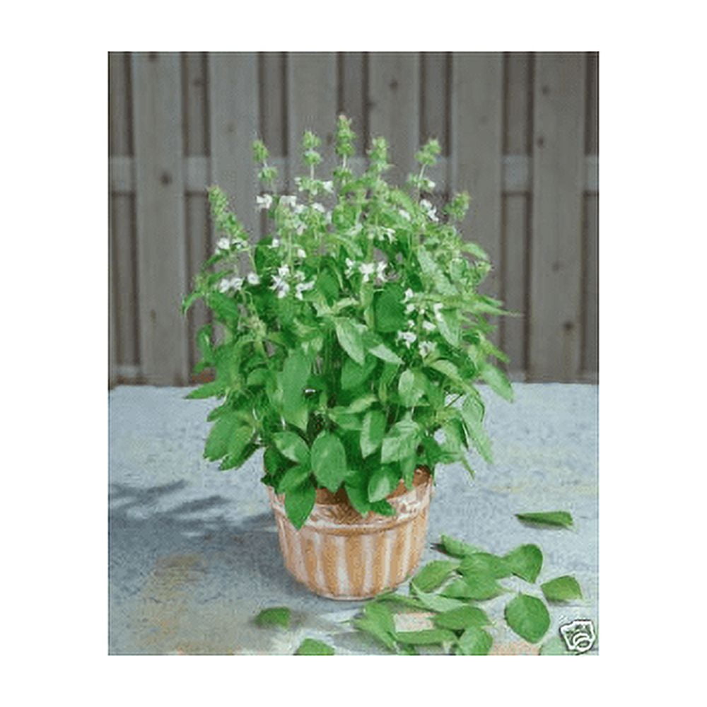 seed kingdom Basil Lemon Great Garden Herb Bulk 1/4 Lb Seeds