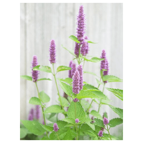 seed kingdom Hyssop Great Garden Herb ~ Medicinal ~ Aromatic Bulk 1/4 Lb Seeds
