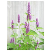 seed kingdom Hyssop Great Garden Herb  Medicinal  Aromatic Bulk 1 OZ Seeds