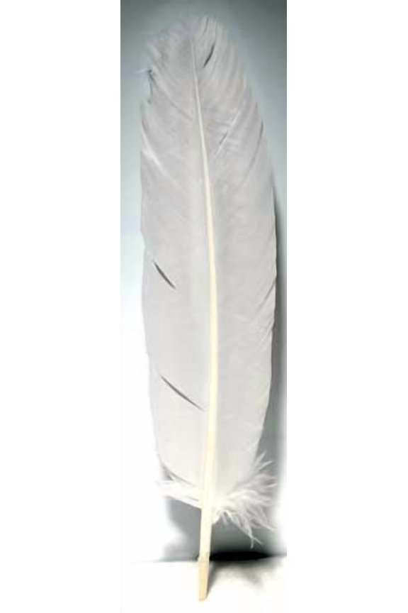 (set of 10) White feather 12" | Trending Now