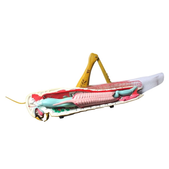 shamjina Locusts Model Home Decor Detachable Assembly Lightweight Sturdy Learning Toy