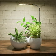 siisll Grow Light for Indoor Plants Growing, 6000K Full Spectrum Gooseneck Plant Lamp for Seedings Succulents Small Plants, Auto on/off Timing & 5 Dimming