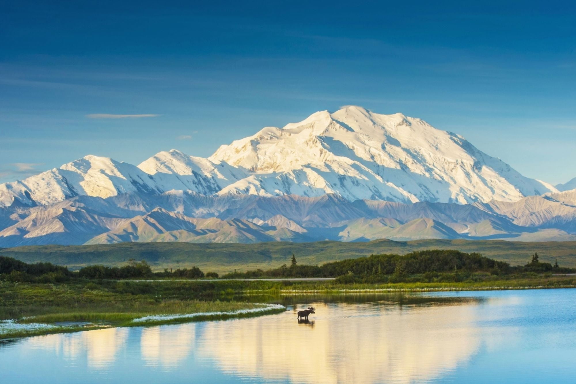 A silhouette of a bull moose feeding in a pond next to the Park Road in early morning light in Denali National Park in South Central Alaska Canvas Art - Michael Jones Design Pics (38 x 24)