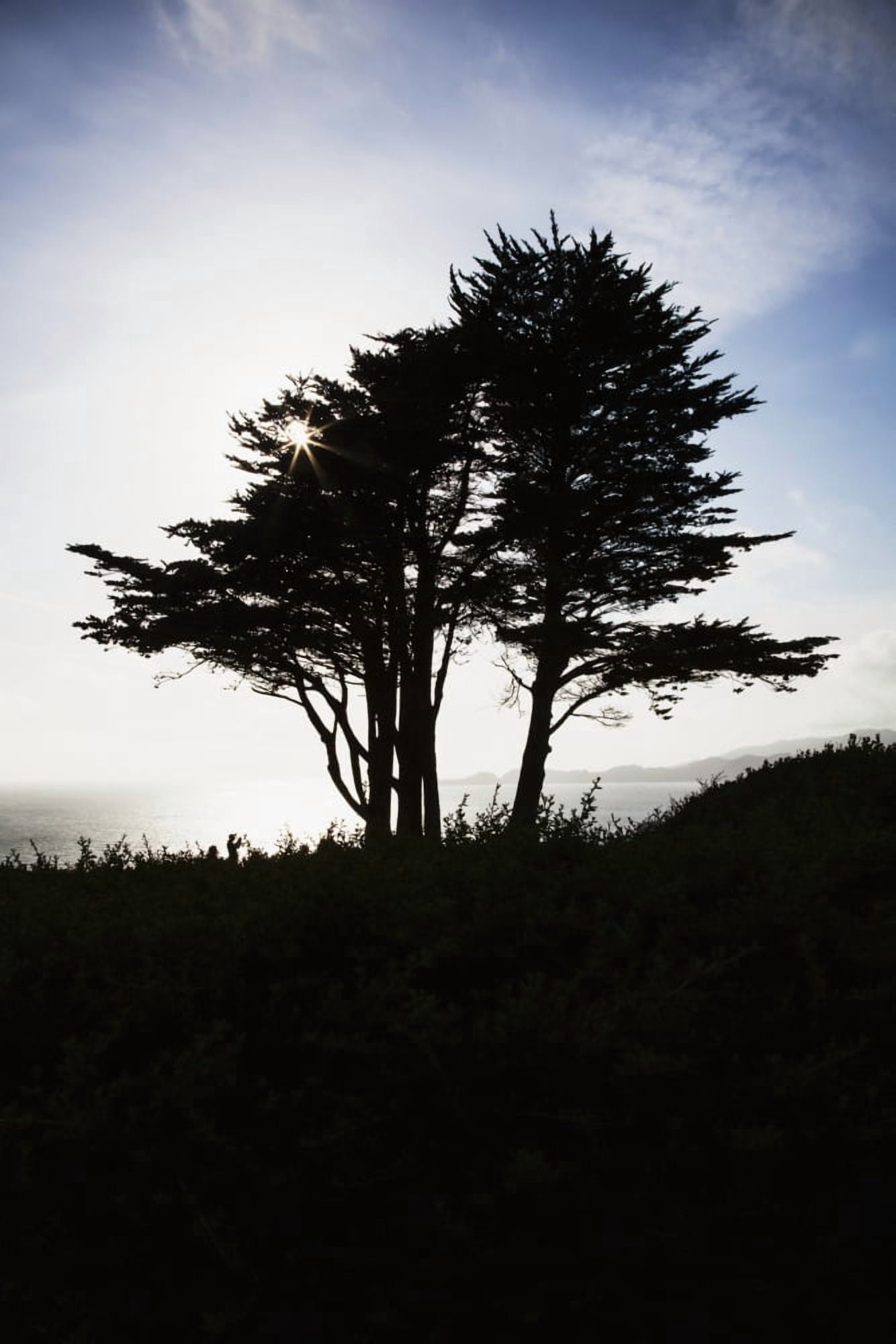 The silhouette of a tree against a bright blue sky and cloud with the Pacific coastline on Fort Point San Francisco California United States of America Canvas Art - Leah Bignell Design Pics (24 x 38)