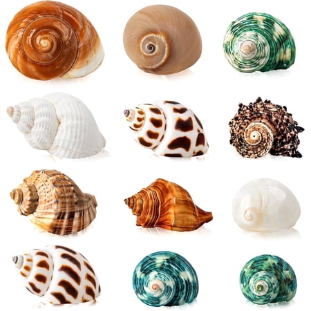 Sinkoo 12PCS Hermit Crab Shells,Natural Sea Conch Size 1.6"-3.2",Growth Turbo for Small to Medium and Large Crabs, Saltwater Hermit Crab Supplies and Sea Shell for Beach Decor